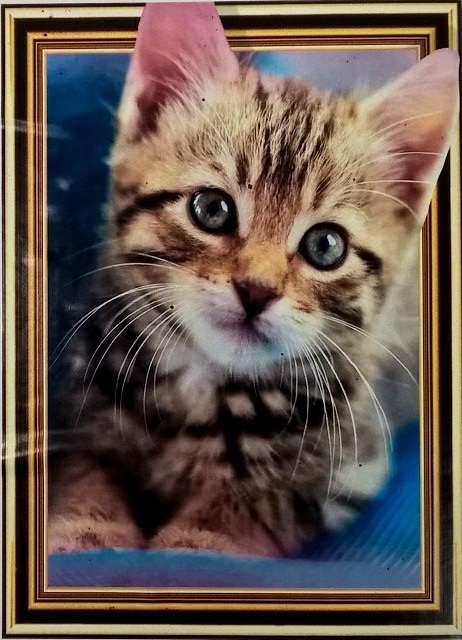 Алмазная мозаика 5D "КОТЕНОК", 40*50см LT0499